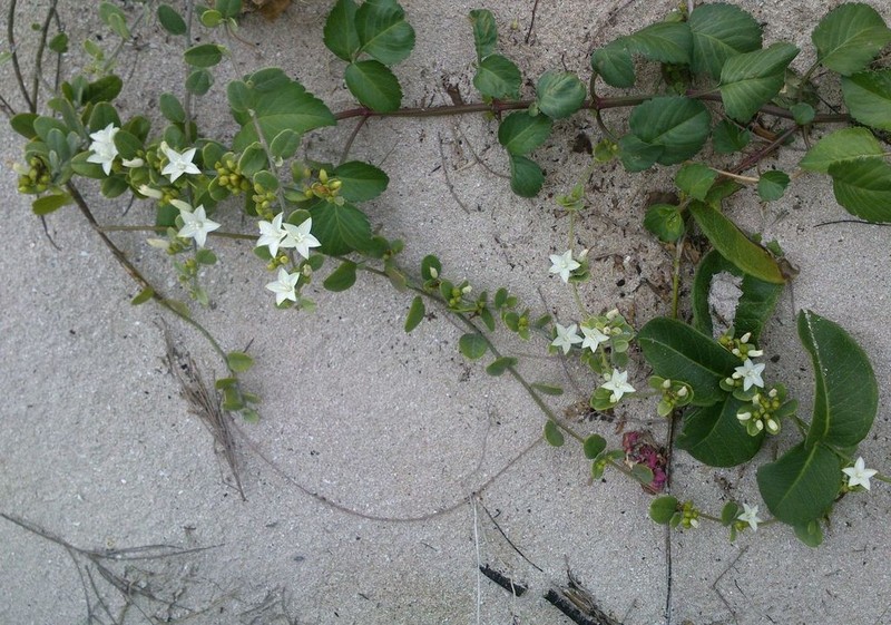 Havana Clustervine photo 6