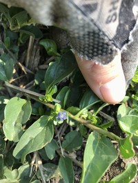 Oval-Leaf Clustervine