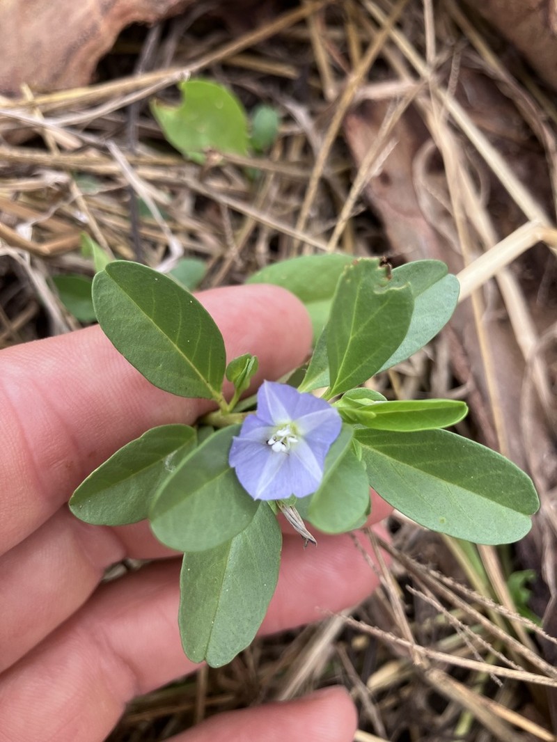 Oval-Leaf Clustervine photo 2