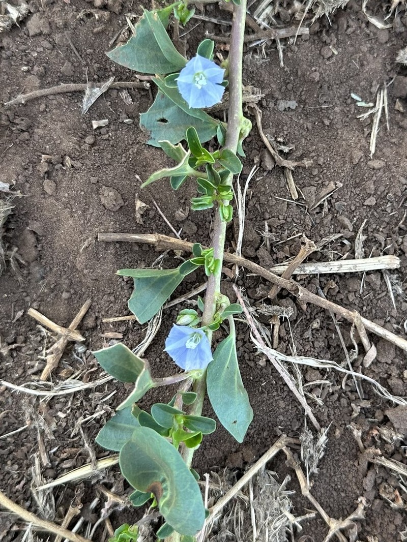 Oval-Leaf Clustervine photo 3
