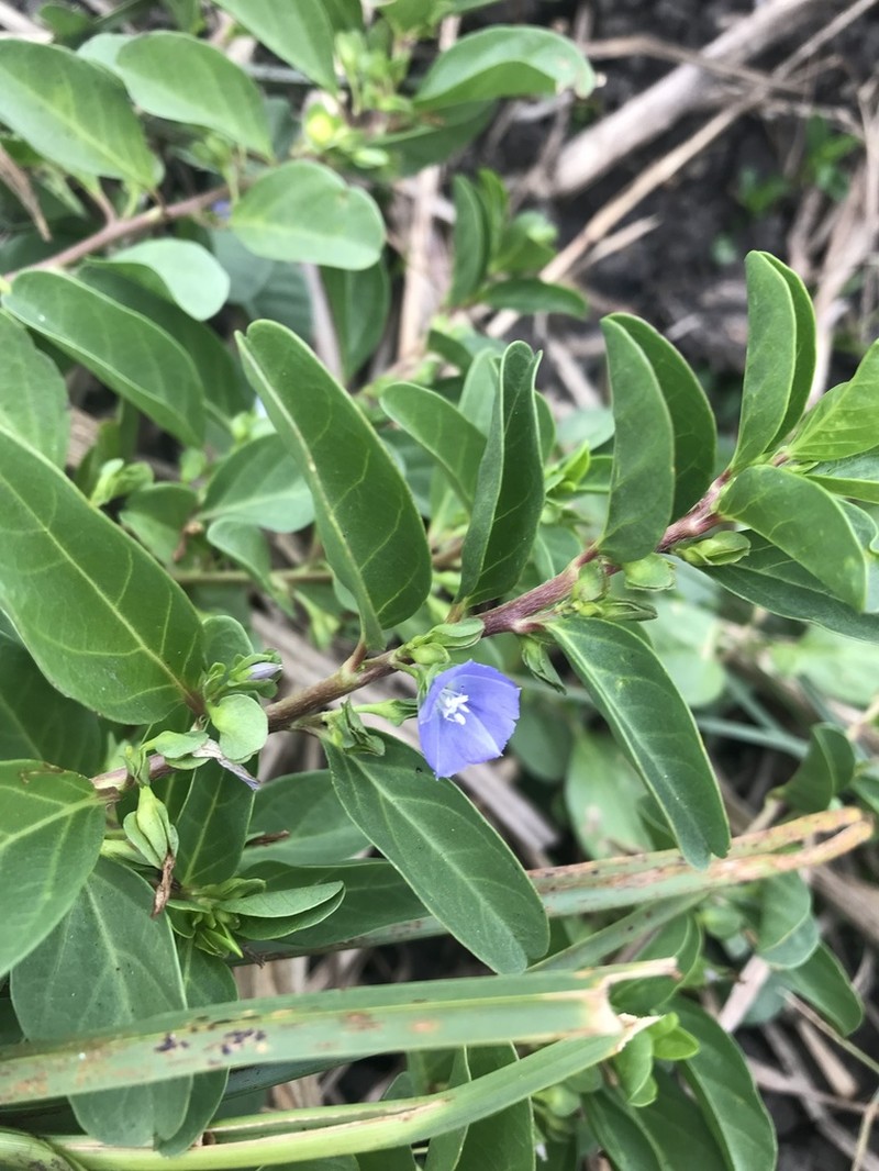Oval-Leaf Clustervine photo 4
