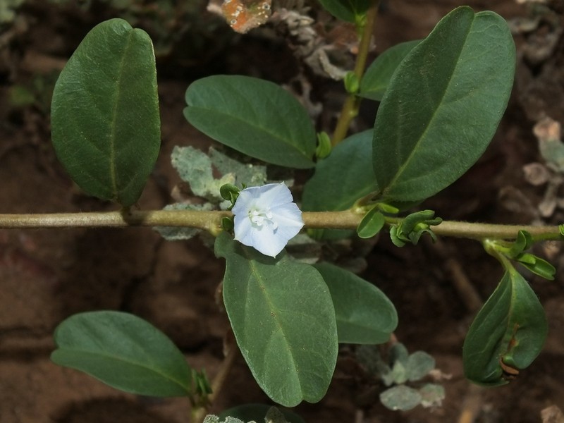Oval-Leaf Clustervine photo 6