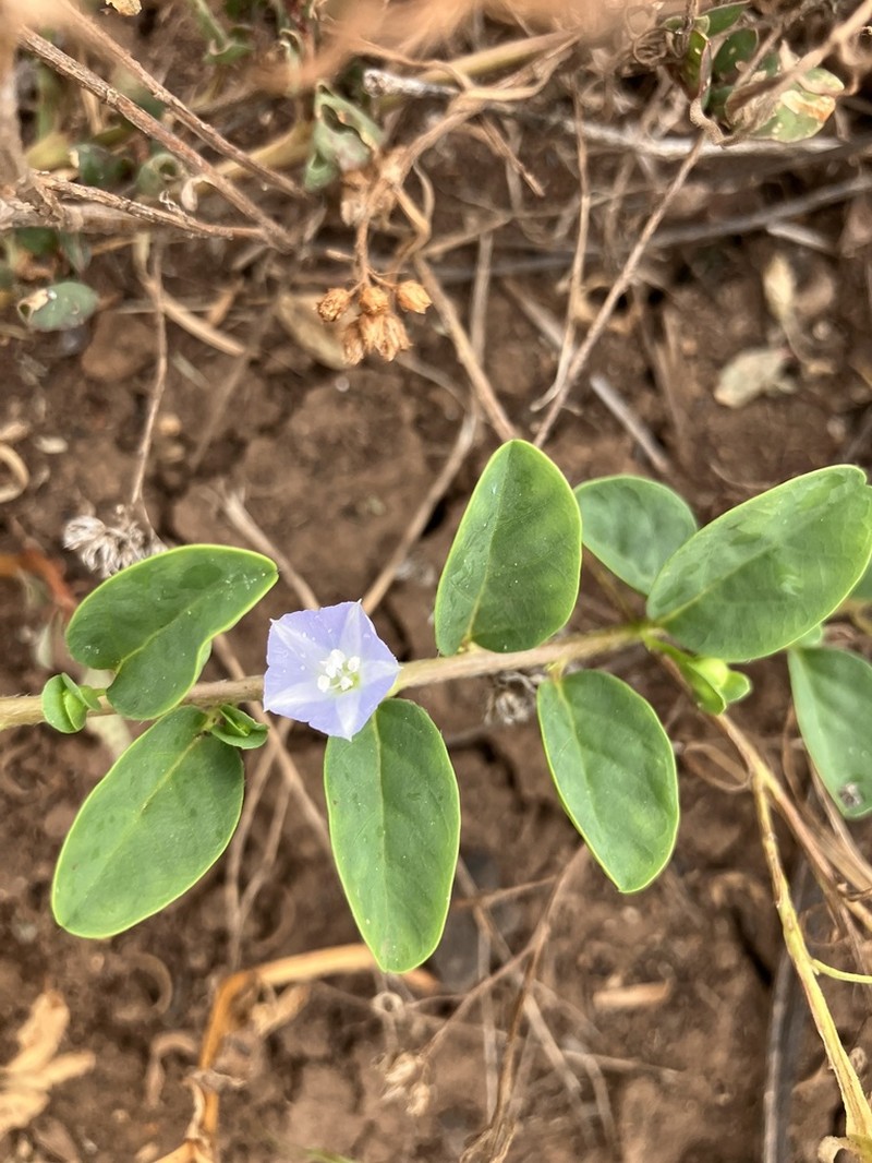 Oval-Leaf Clustervine photo 7