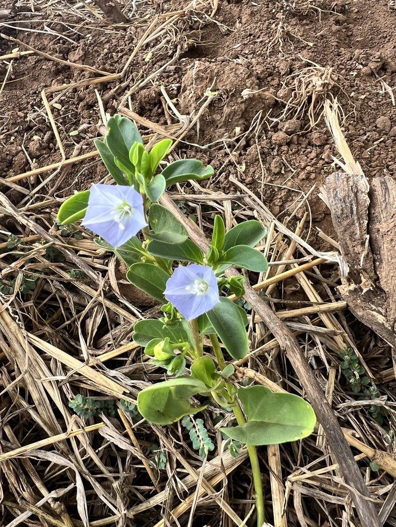 Oval-Leaf Clustervine photo 8