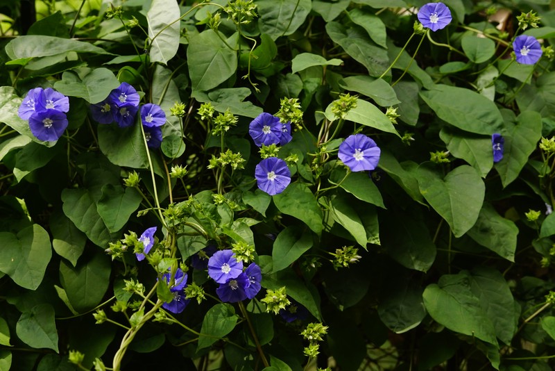 Skyblue Clustervine photo 2