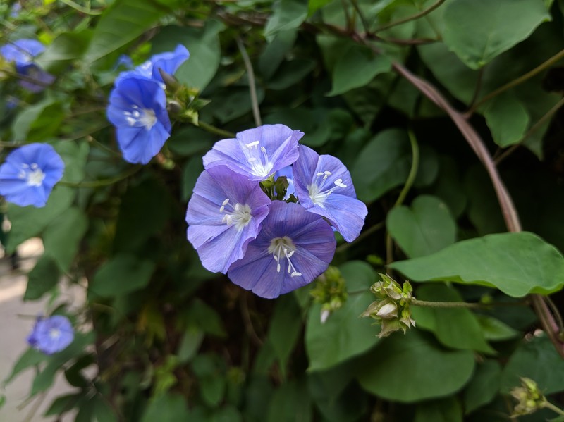 Skyblue Clustervine photo 3