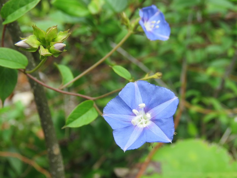 Skyblue Clustervine