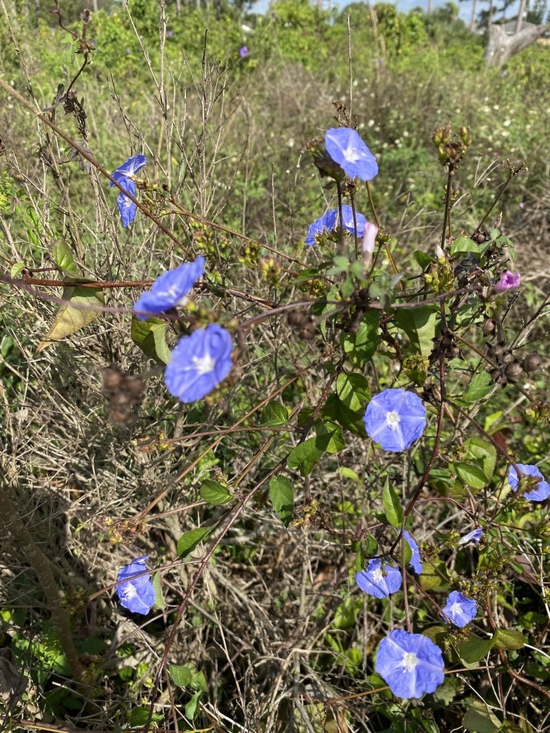 Skyblue Clustervine photo 2