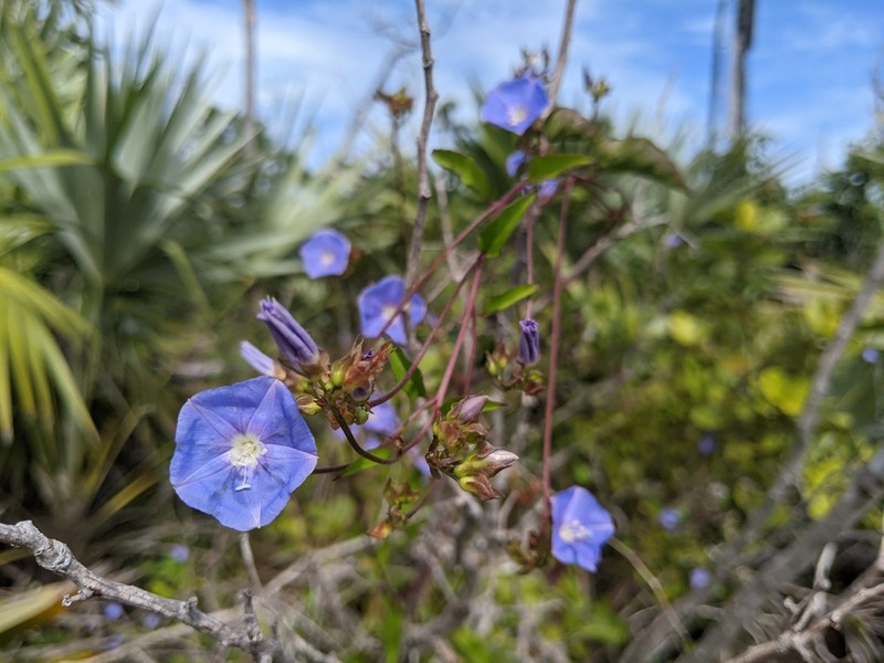 Skyblue Clustervine photo 3