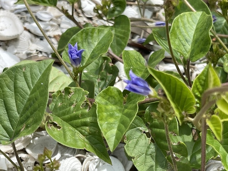 Skyblue Clustervine photo 4