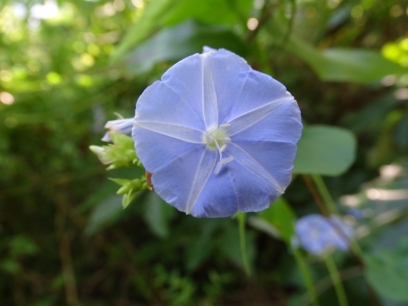 Skyblue Clustervine photo 5