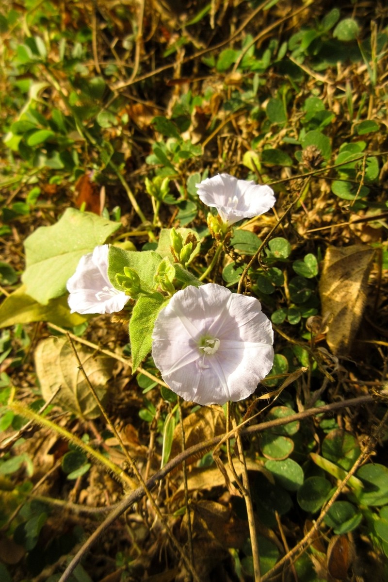 Skyblue Clustervine photo 6