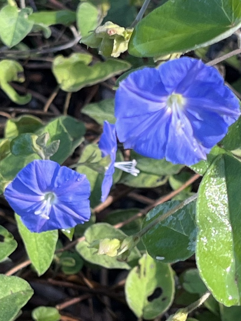 Skyblue Clustervine photo 7