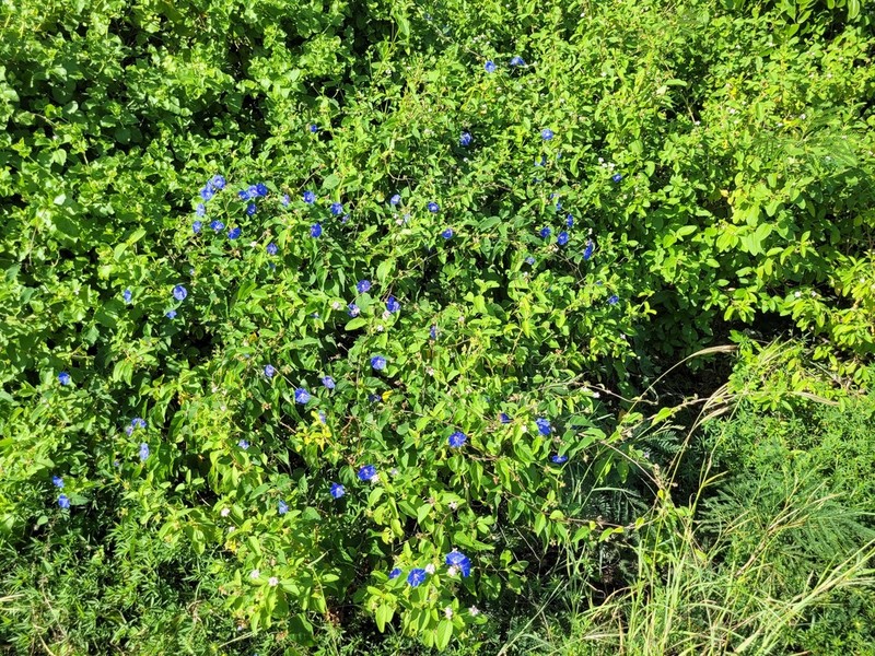 Skyblue Clustervine photo 8