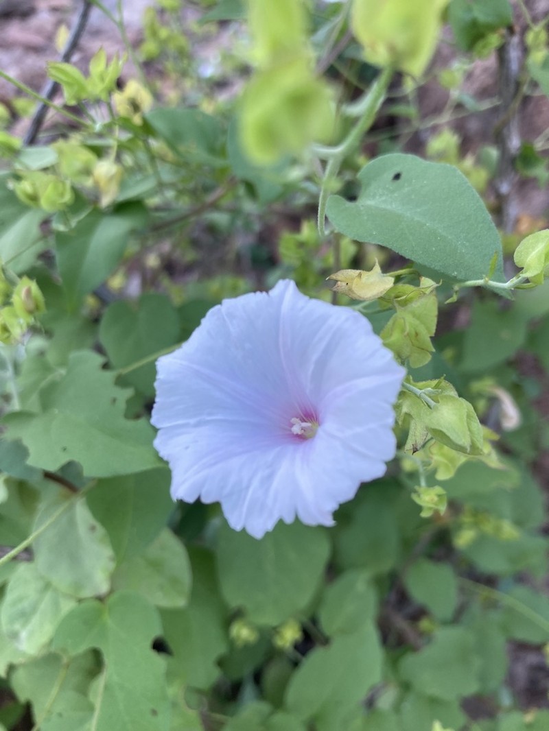 Pringle's Clustervine