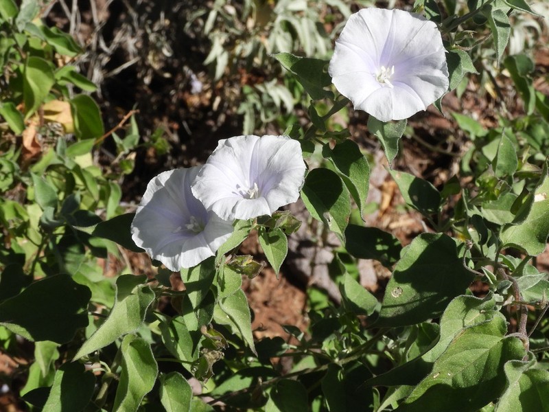 Pringle's Clustervine photo 2