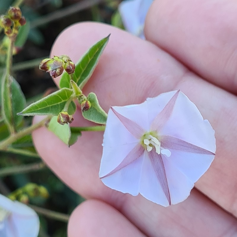 Pringle's Clustervine photo 3
