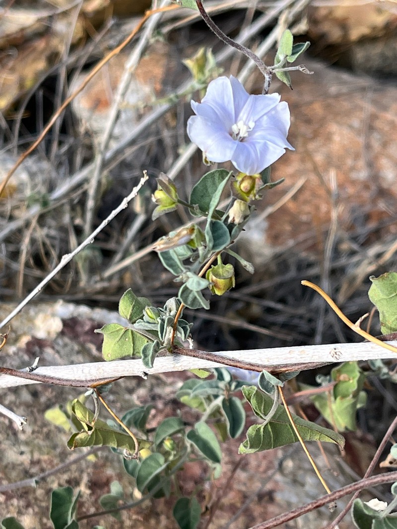 Pringle's Clustervine photo 4