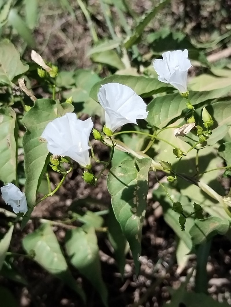 Pringle's Clustervine photo 5