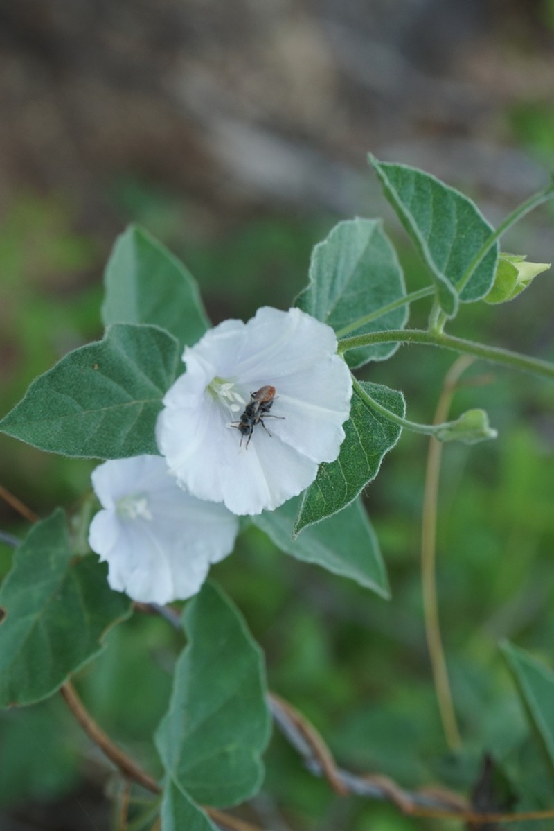 Pringle's Clustervine photo 6
