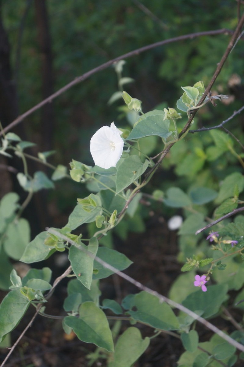Pringle's Clustervine photo 7