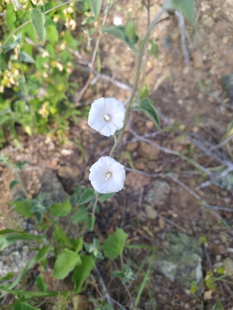 Pringle's Clustervine photo 8