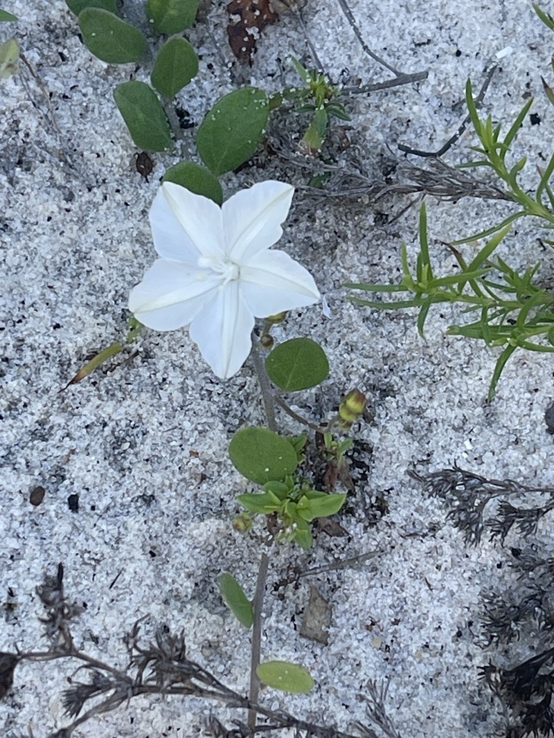 Beach Clustervine