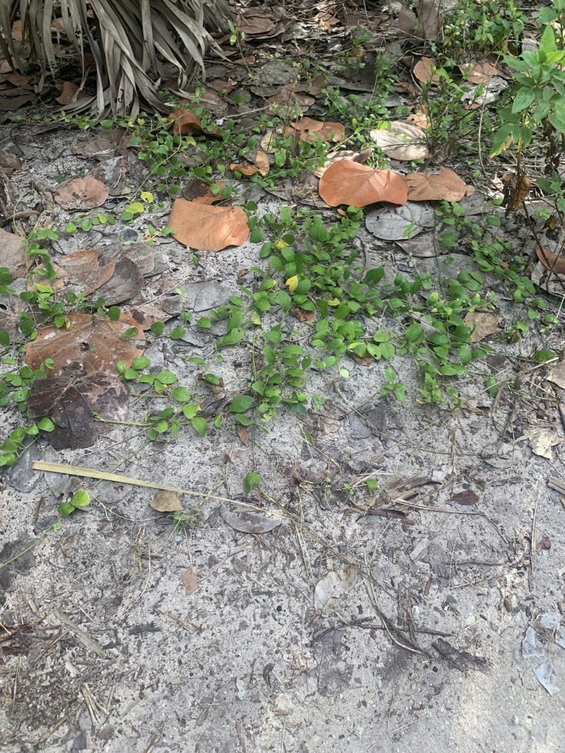 Beach Clustervine photo 2