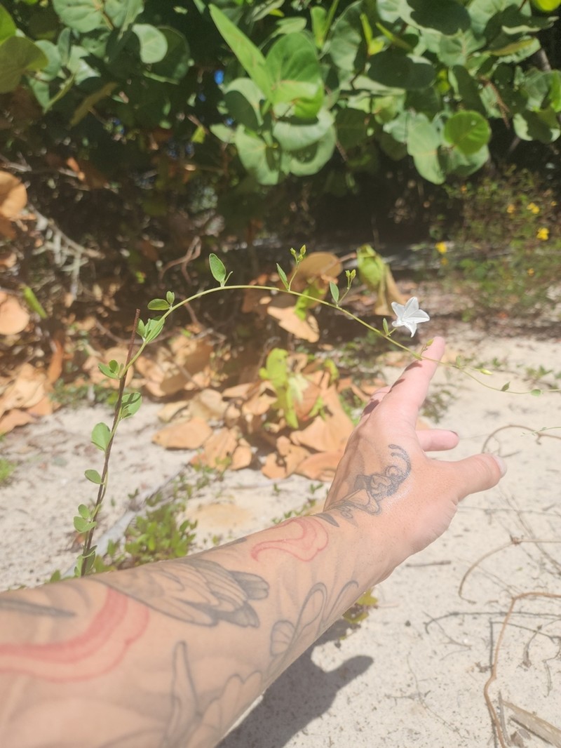 Beach Clustervine photo 3