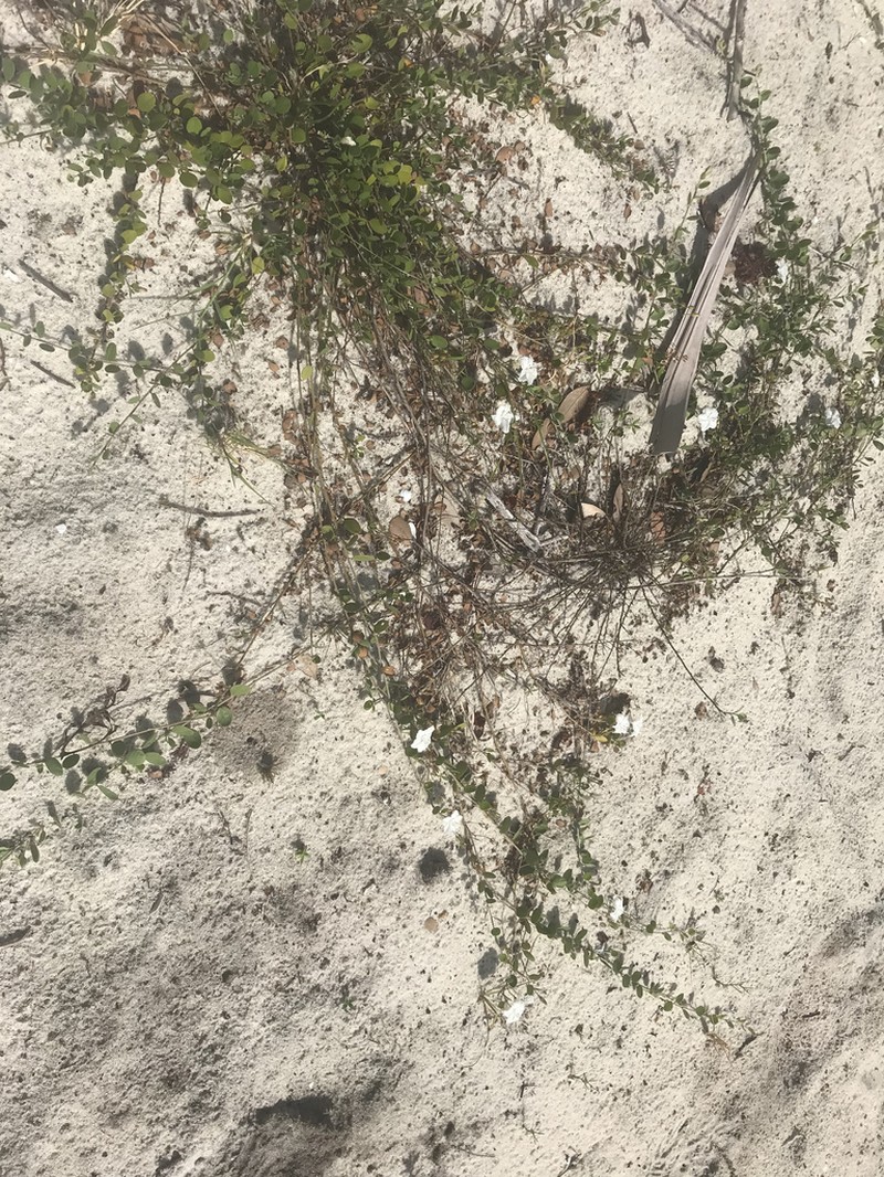 Beach Clustervine photo 4