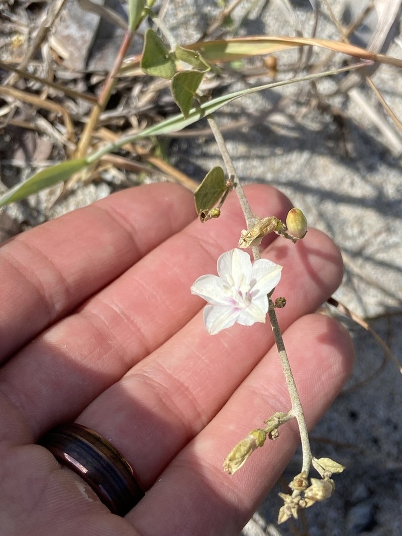Beach Clustervine photo 5