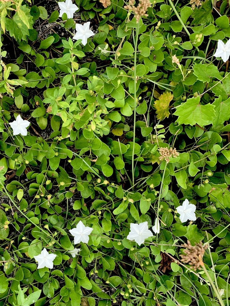 Beach Clustervine photo 6
