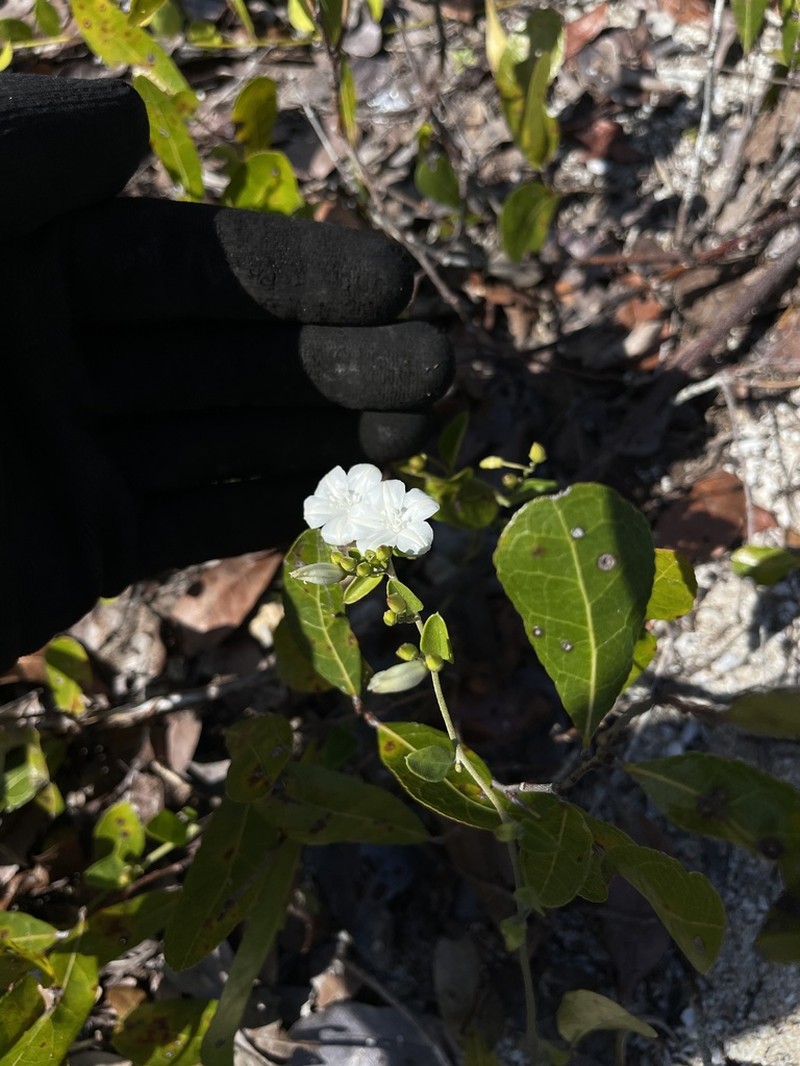 Beach Clustervine photo 7