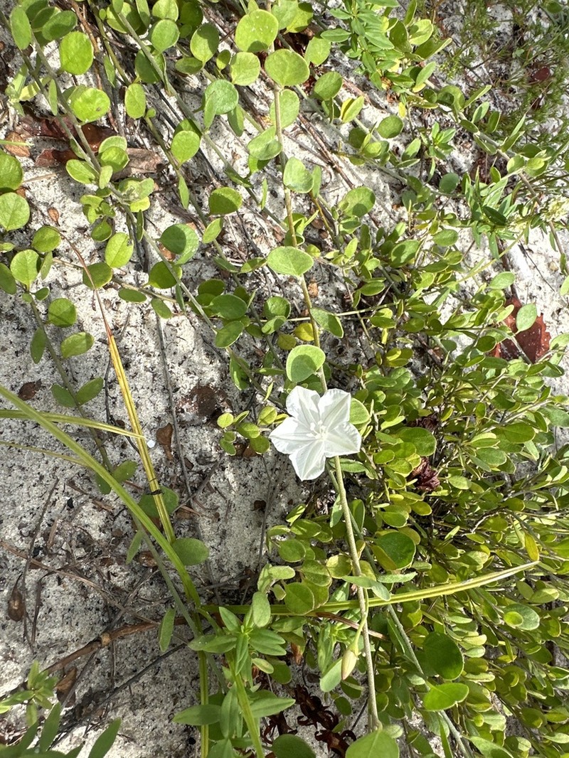 Beach Clustervine photo 8