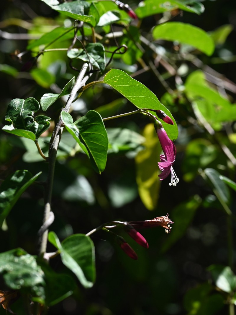 Cambustera De Costa photo 2