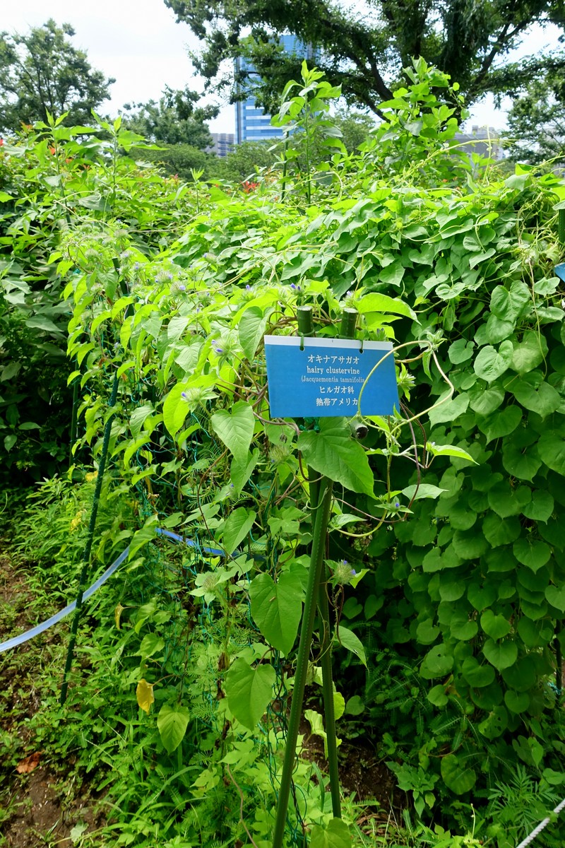 Hairy Clustervine photo 2