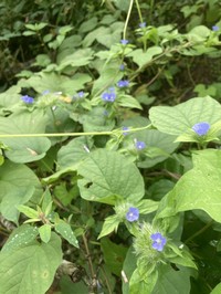Hairy Clustervine