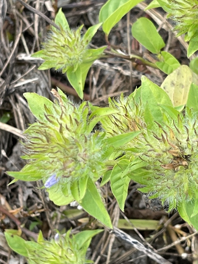 Hairy Clustervine photo 2