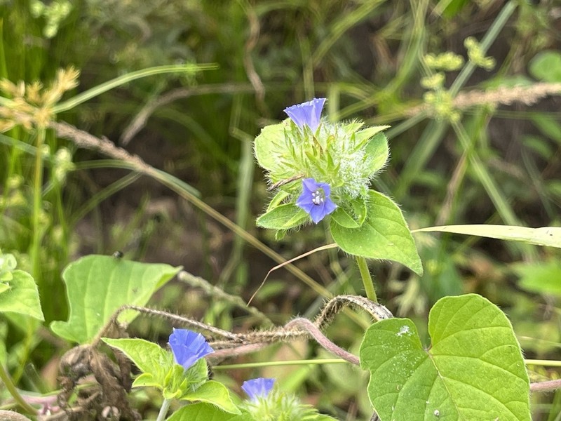 Hairy Clustervine photo 3