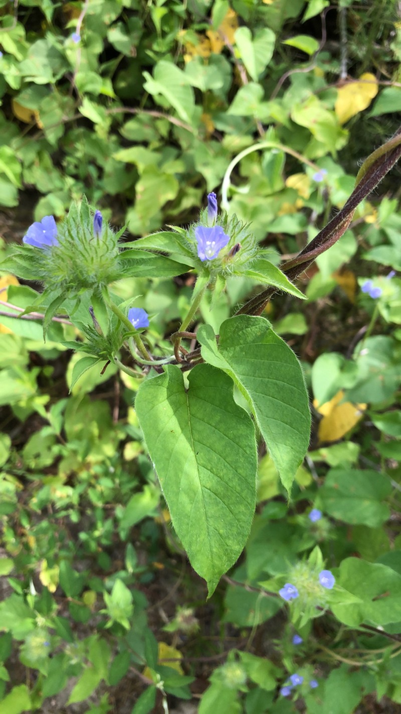 Hairy Clustervine photo 5