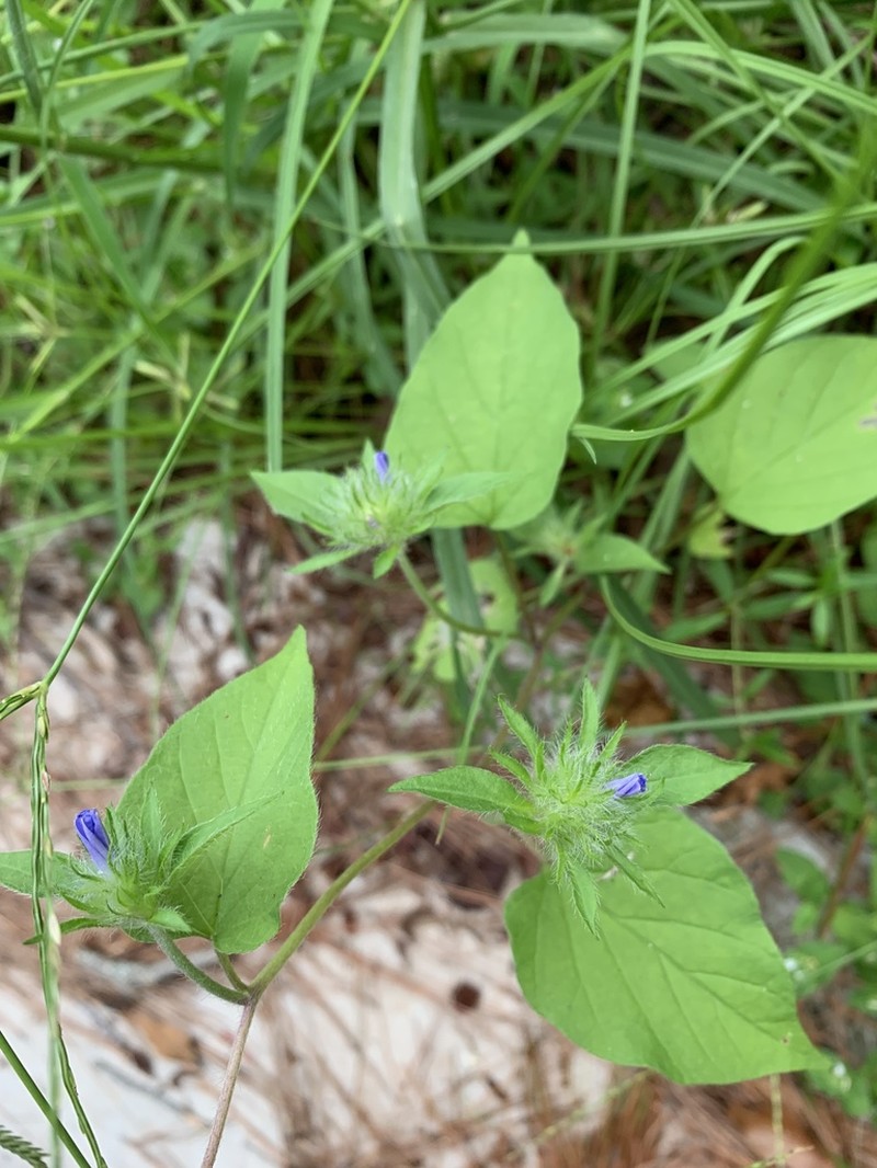 Hairy Clustervine photo 6