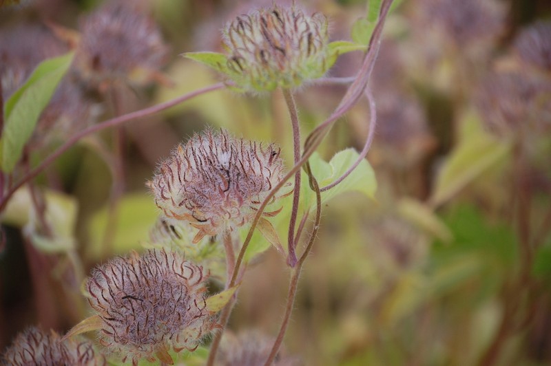 Hairy Clustervine photo 8