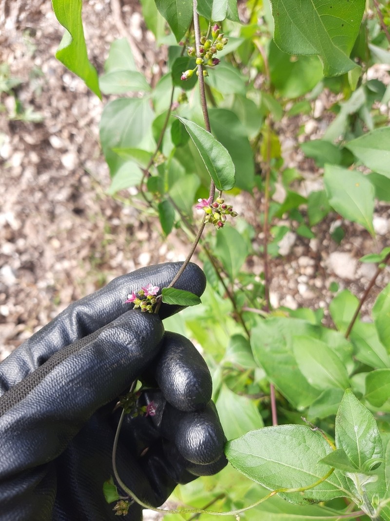 Whorled Clustervine