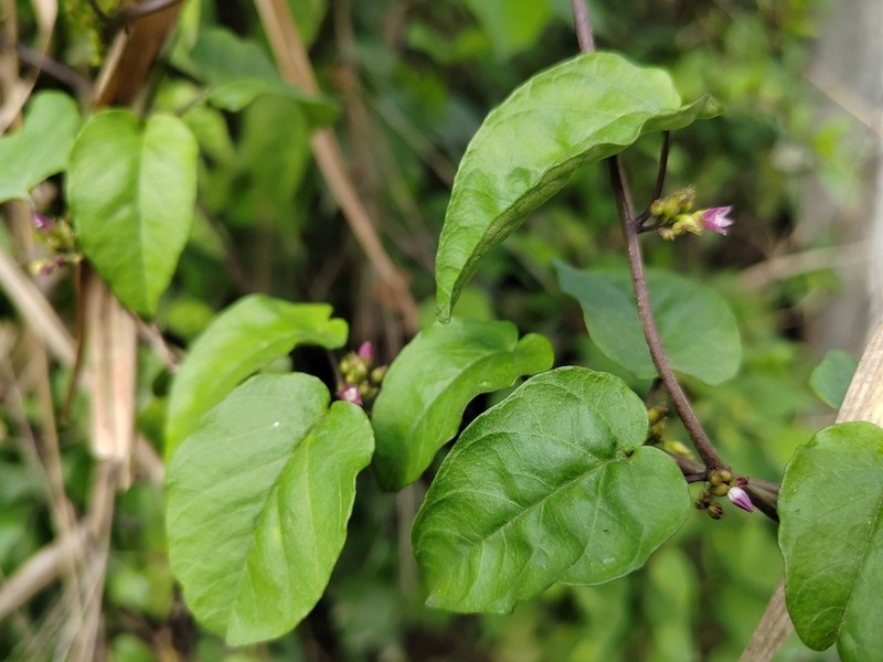 Whorled Clustervine photo 2