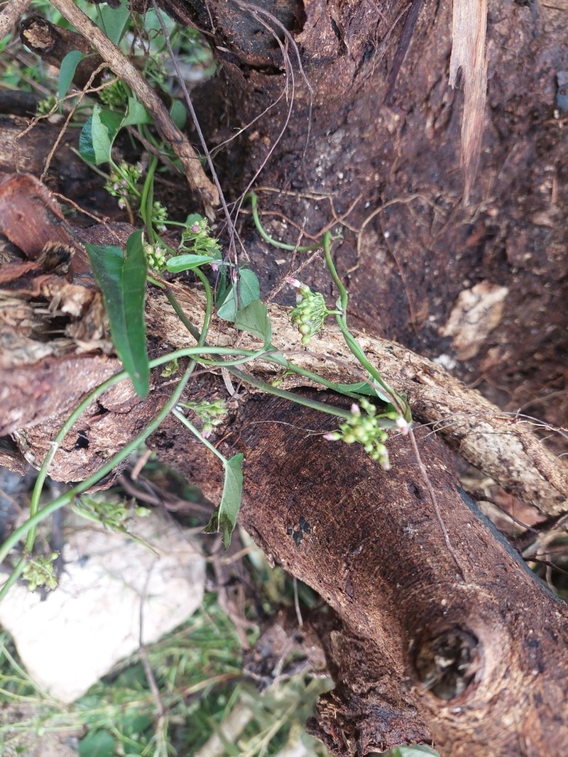 Whorled Clustervine photo 3
