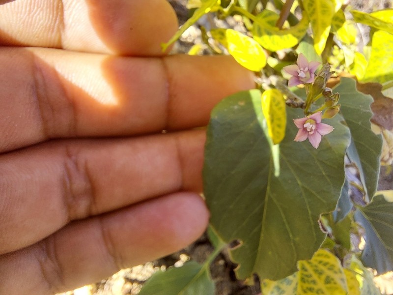 Whorled Clustervine photo 4