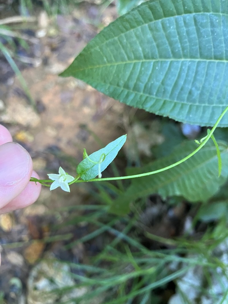 Whorled Clustervine photo 5