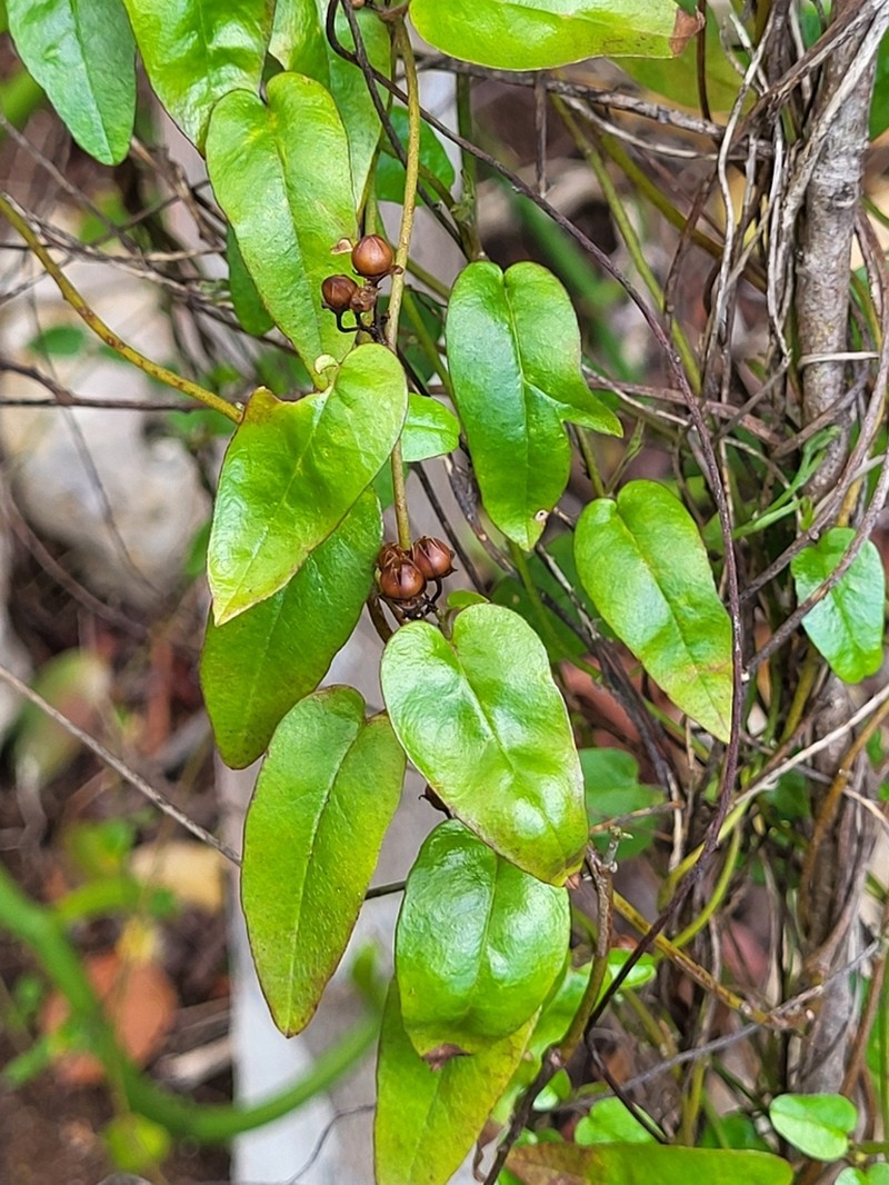 Whorled Clustervine photo 6