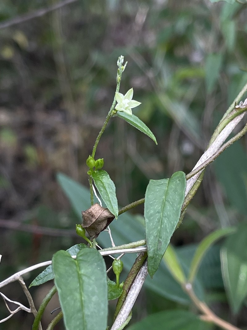 Whorled Clustervine photo 7