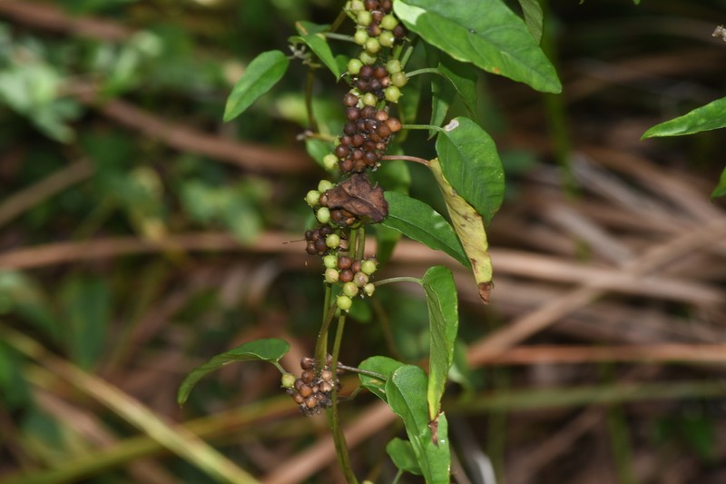 Whorled Clustervine photo 8